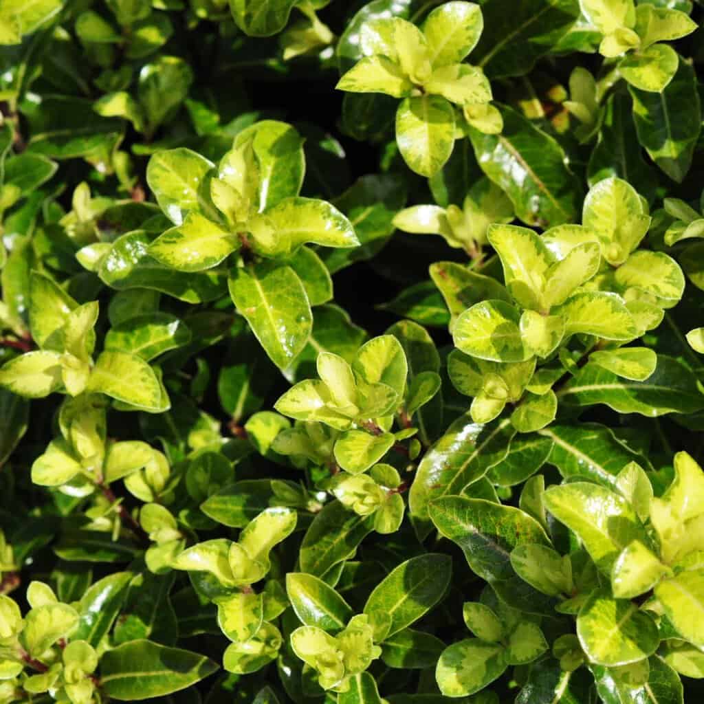 Pittosporum tenuifolium 'Golden Ball' 20-30 cm